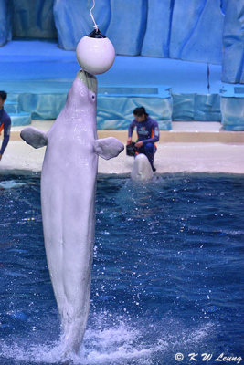 Beluga Show DSC_0477