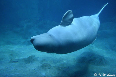 Beluga DSC_0562