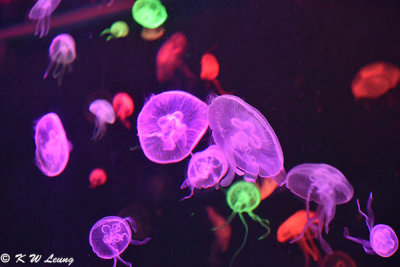 Jellyfish DSC_0609