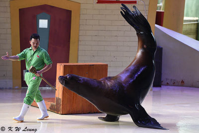 Sea Lion show DSC_0331