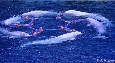 Beluga Show DSC_0504