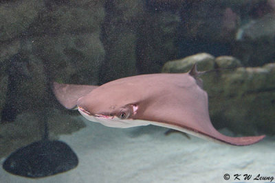 Devil ray DSC_0603