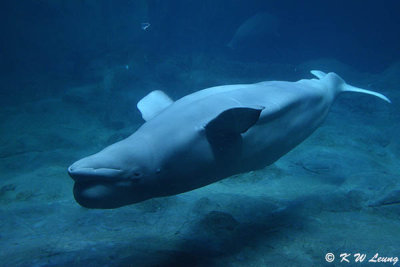 Beluga DSC_0534