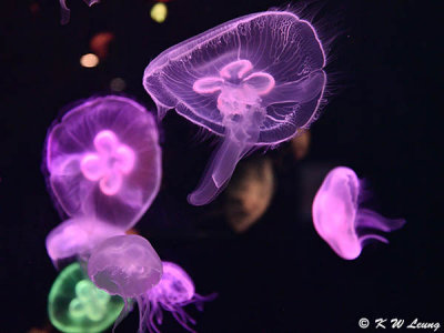 Jellyfish DSC_0627