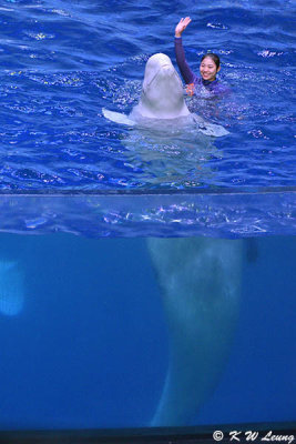 Beluga Show DSC_0484