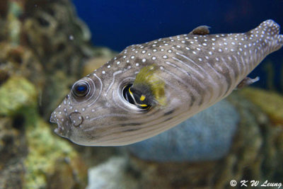Pufferfish DSC_0599