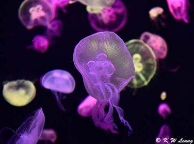 Jellyfish DSC_0624