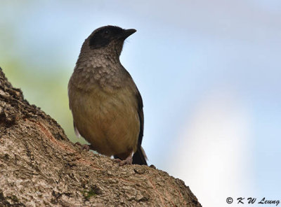 Masked Laughingthrush DSC_1177