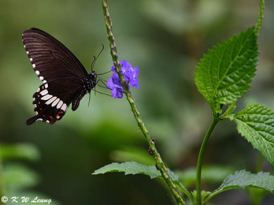 Papilio polytes DSC_1750