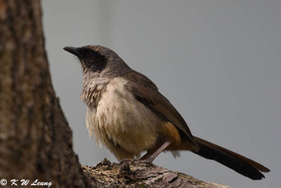 Masked Laughingthrush DSC_1172