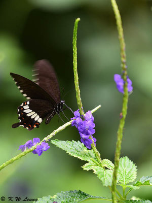 Papilio polytes DSC_1676