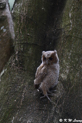 Baby Collared Scops Owl DSC_2177