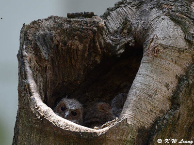 Baby Collared Scops Owl DSC_2199