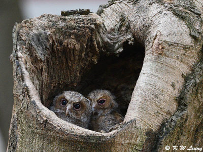 Baby Collared Scops Owl DSC_2612