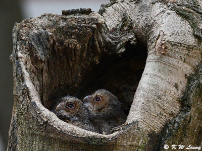 Baby Collared Scops Owl DSC_2527