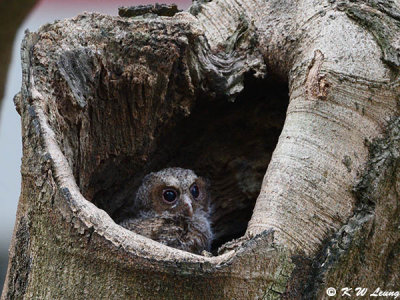 Baby Collared Scops Owl DSC_2313