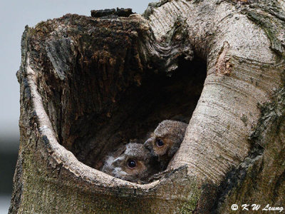 Baby Collared Scops Owl DSC_2789