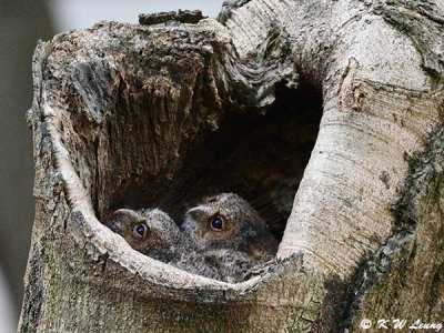 Baby Collared Scops Owl DSC_2551