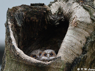 Baby Collared Scops Owl DSC_2765