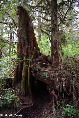 Tongass National Forest DSC_3625
