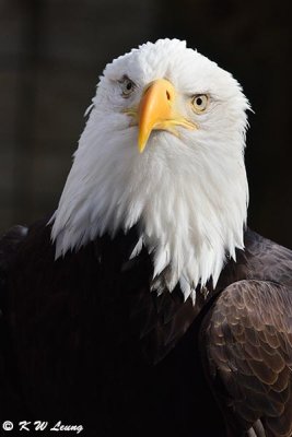 Bald eagle DSC_3695