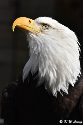 Bald eagle DSC_3701