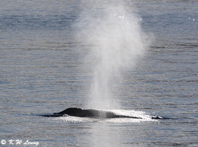 Whale watching DSC_4070