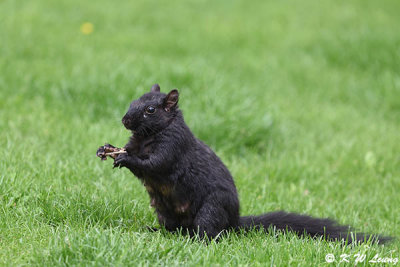 Squirrel DSC_5427