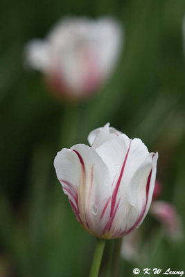 Tulip DSC_5517