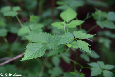 Salmonberry DSC_3619