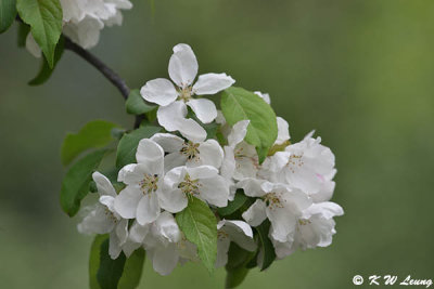 Cherry blossom DSC_5379