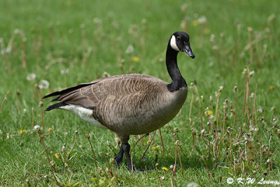 Canada goose DSC_5846