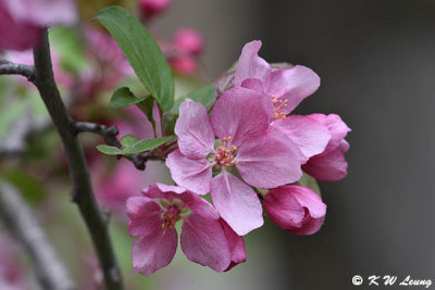 Cherry blossom DSC_5822