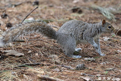 Squirrel DSC_5827