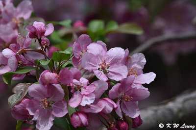 Cherry blossom DSC_5820