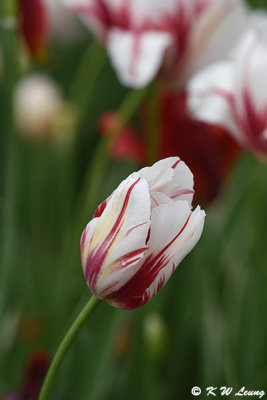 Tulip DSC_5521