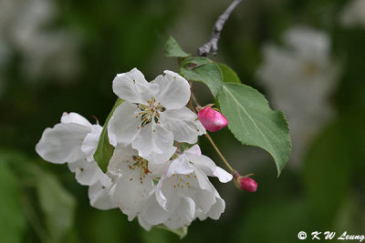 Cherry blossom DSC_5386