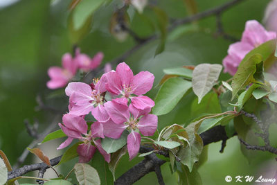 Cherry blossom DSC_5395