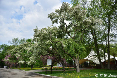 Cherry blossom DSC_5793