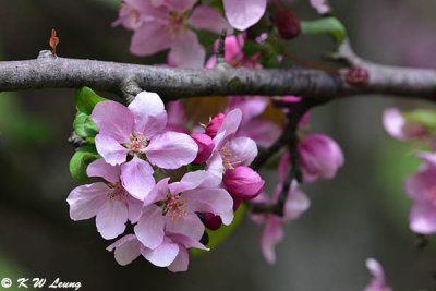 Cherry blossom DSC_5818