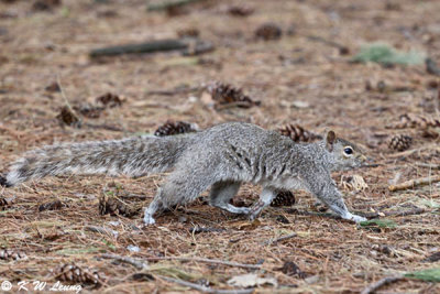 Squirrel DSC_5825