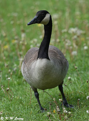 Canada goose DSC_5849