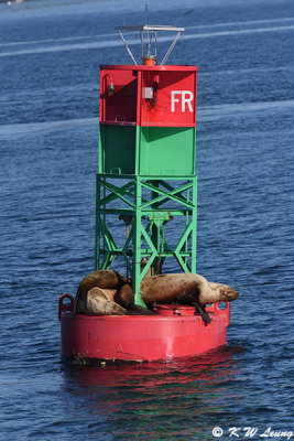 Sea lions on a buoy DSC_4126