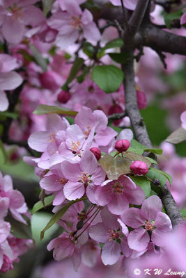 Cherry blossom DSC_5817