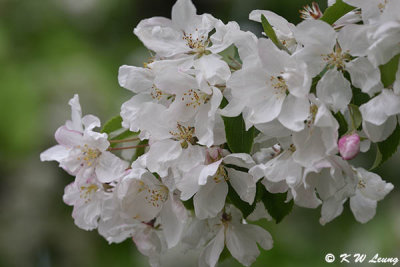 Cherry blossom DSC_5383