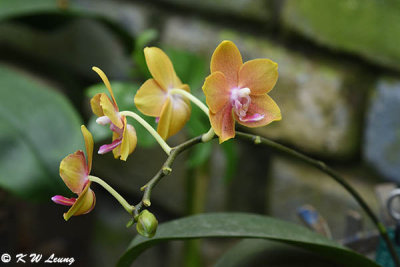 Orchid DSC_5879