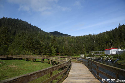 Elevated wooden boardwalk @ Alaska Rainforest Sanctuary DSC_3644