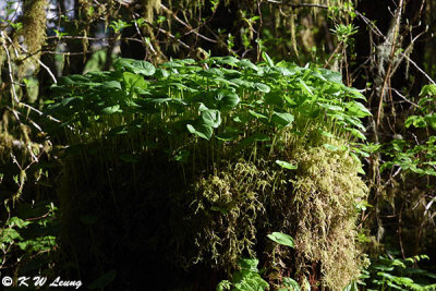 Tongass National Forest DSC_3638