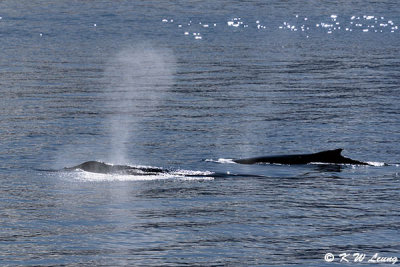 Whale watching DSC_4077