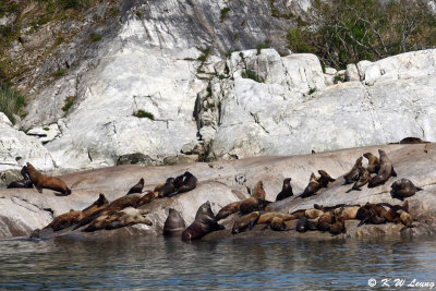 Sea Lions DSC_5018